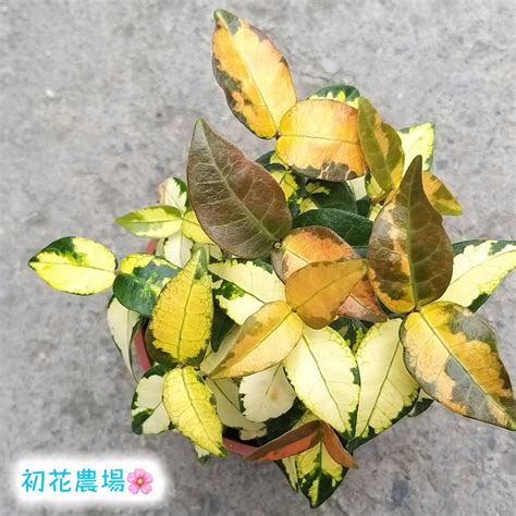 黃金絡石風水|愛花人集合！: 新花卉114～黃金絡石